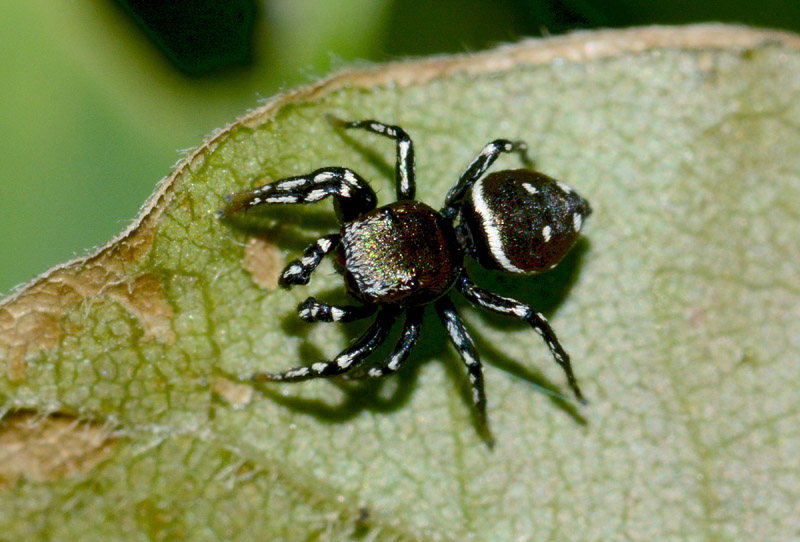 Salticidae da det.